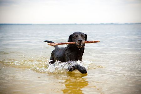 Hund im Wasser