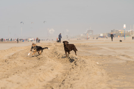 spielende Hunde am Strand