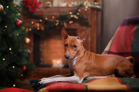Hund unter Weihnachtsbaum