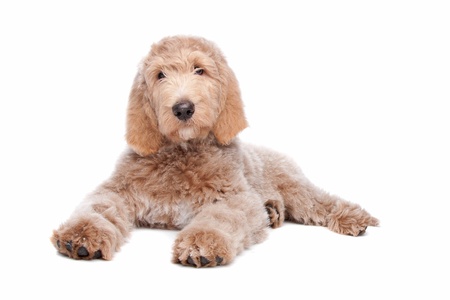 Labradoodle