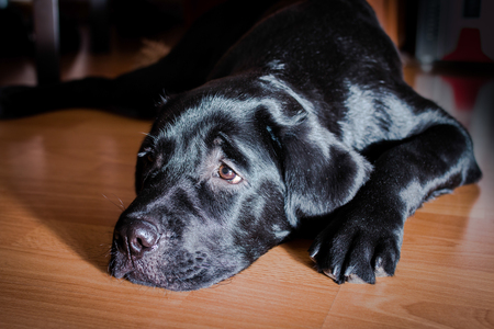 Hund mit glänzendem Fell