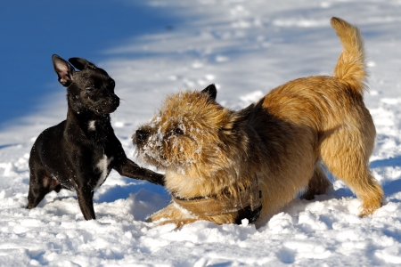 Hunde spielen im Schnee