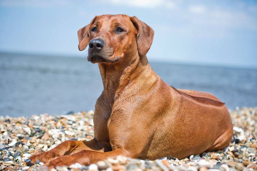 Hund am Strand