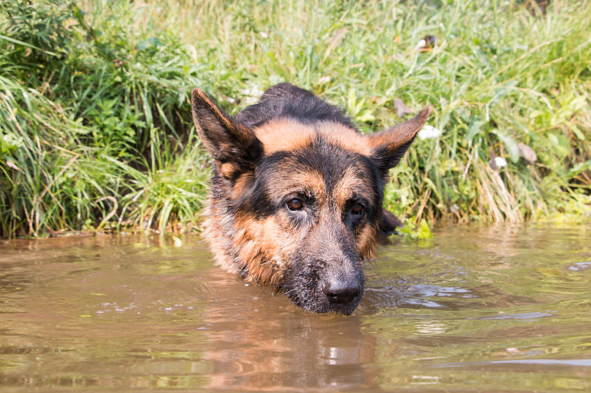 Hund im See