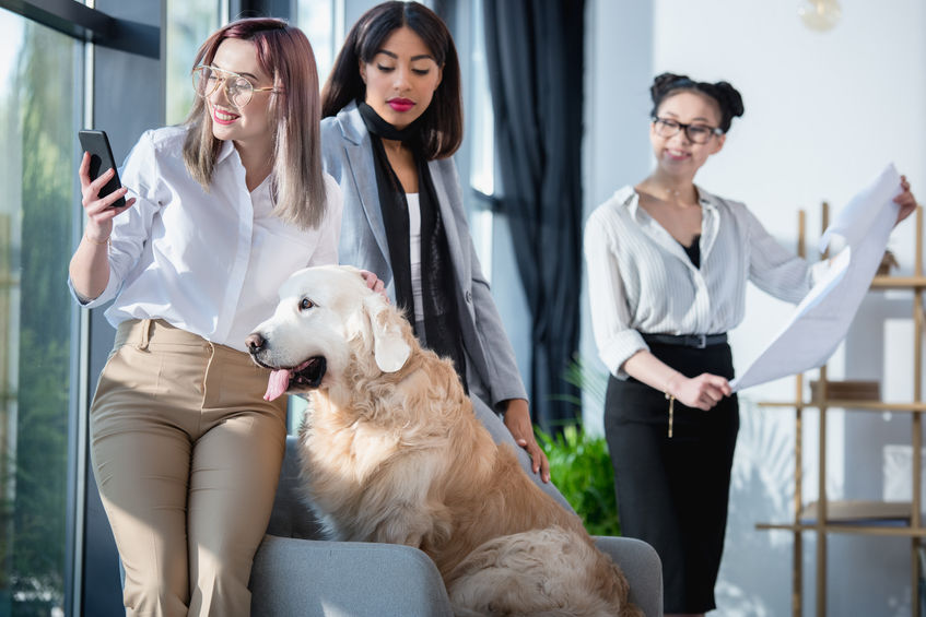 Hund im Büro