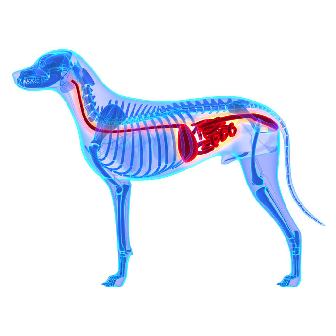 Anatomie des Magen-Darm-Trakts beim Hund