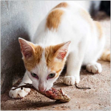 Kitten mit Fisch