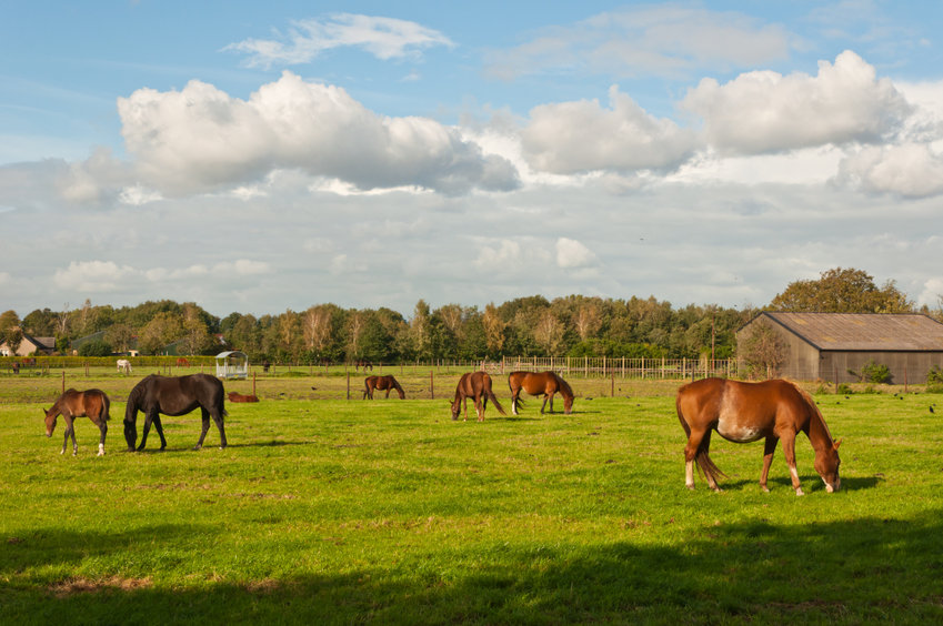 Pferde stehen auf einer Weide