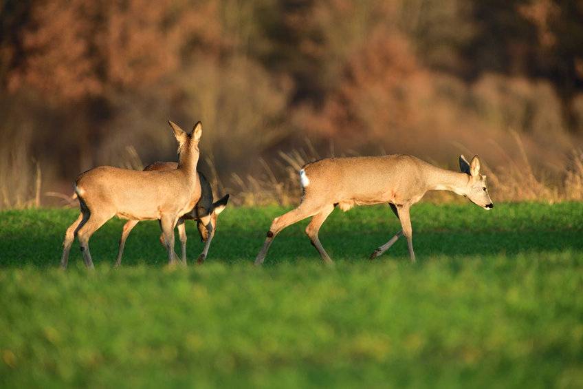 Rehe auf einer Wiese