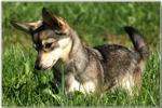 Hochwertige Trainingswurst für Hunde