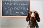 Futterpläne für Hunde Futterpläne für Hunde