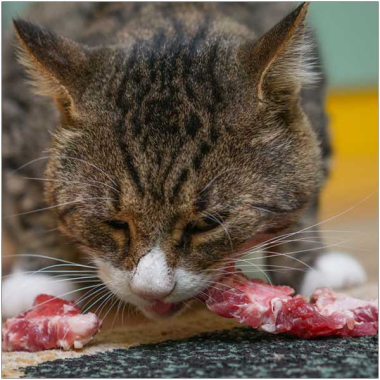 BARF-Futterplan für Katzen bei Erkrankungen und Allergien
