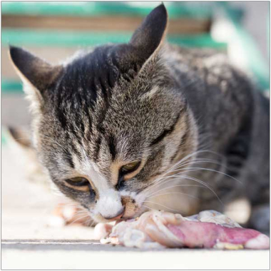 BARF-Futterplan für Katzen ab 6 Monaten